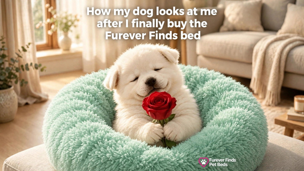 Dog resting on FurEver Finds donut pet bed, light green color